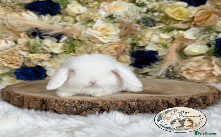 Mini Lop rabbits - Advert 1