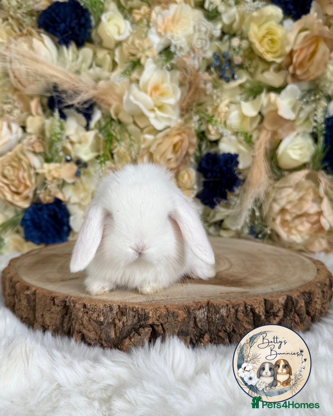 Mini Lop rabbits for sale: 💛 Purebred Mini Lops 💛 UPDATED 19TH JULY 💛 xxx - Image 1