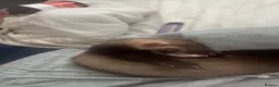 Ferret rodents for sale: two ferret hobs for sale - Advert 6