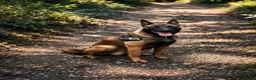 Belgian Shepherd Dog dogs for sale: Belgium Malinois - Advert 8