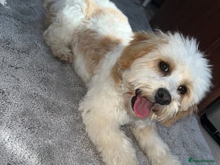 Cavapoo dogs Cavapoo puppy’s for sale - Advert 9