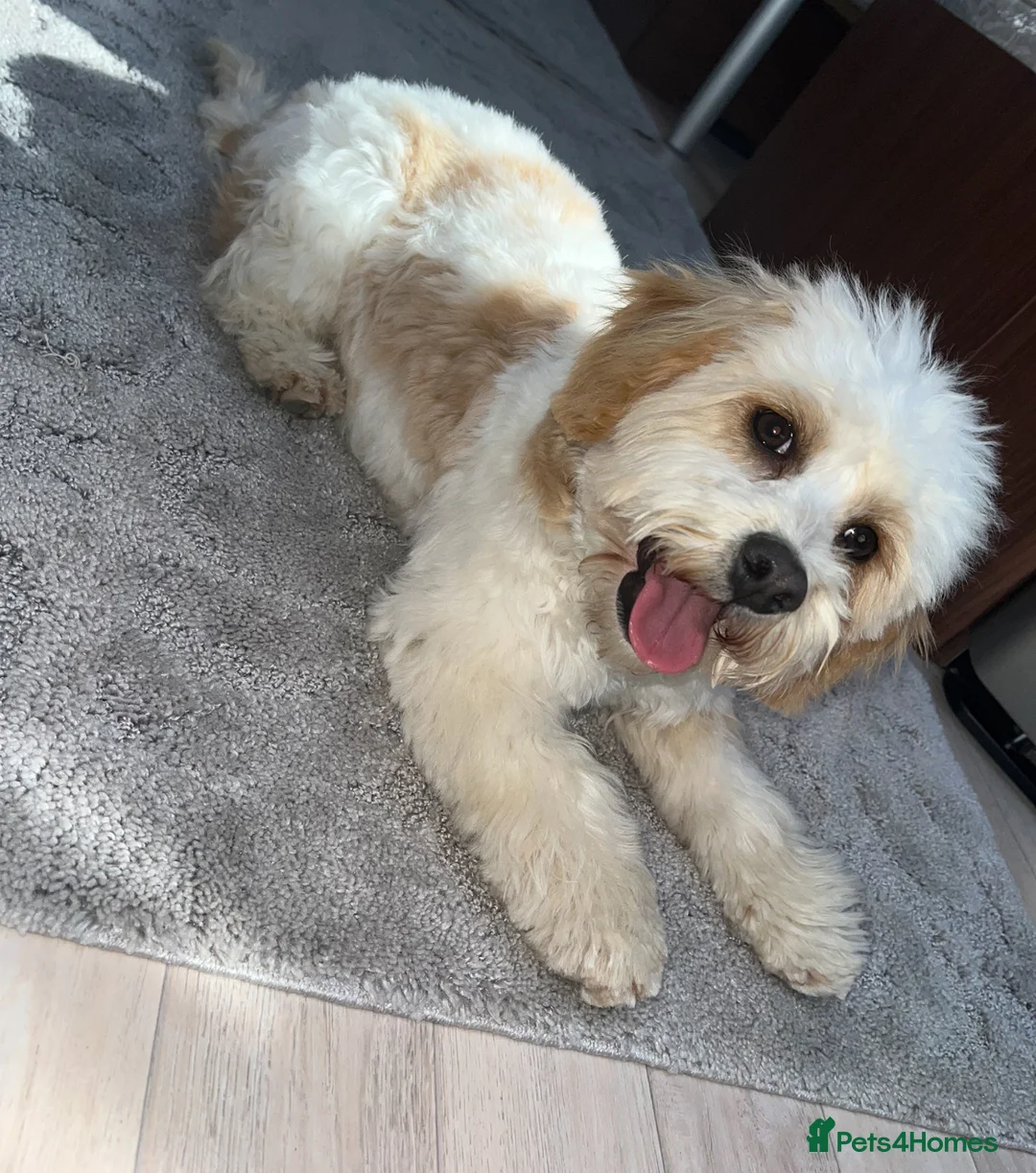 Cavapoo dogs for sale: Cavapoo puppy’s for sale  - Advert 1