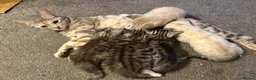 Bengal cats for sale: Bengal Cross Kittens - 2 Snow 3 Grey - Advert 3