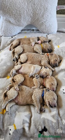 Goldendoodle dogs - Advert 2