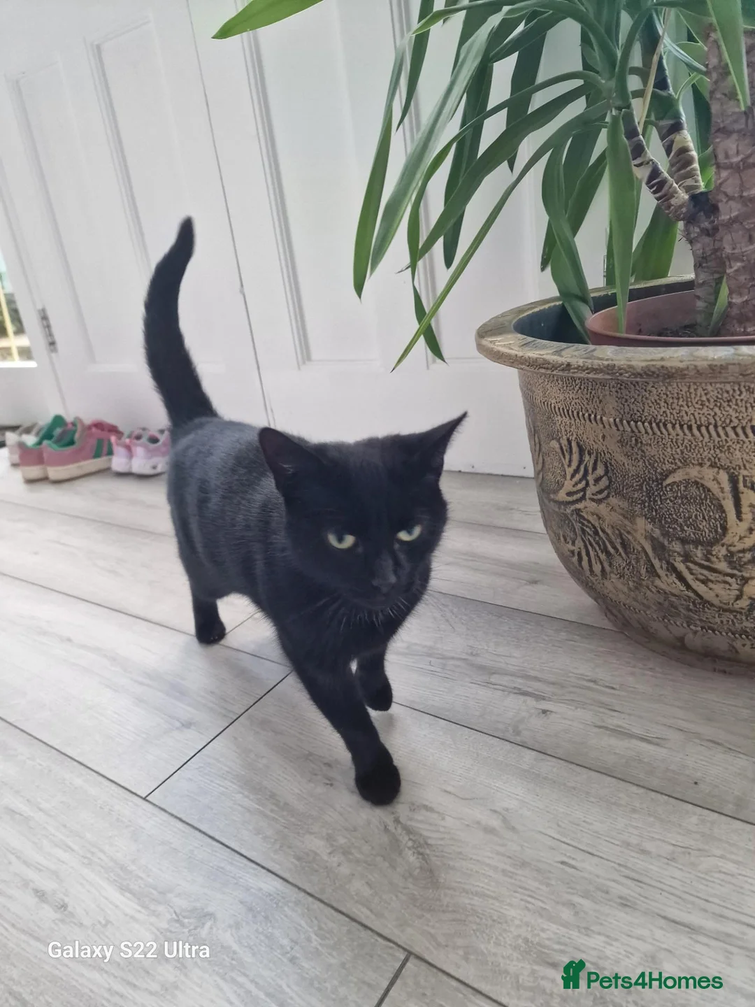 Bombay cats for sale: Gorgeous female cat Mila looking for forever home in Dundee - Advert 2
