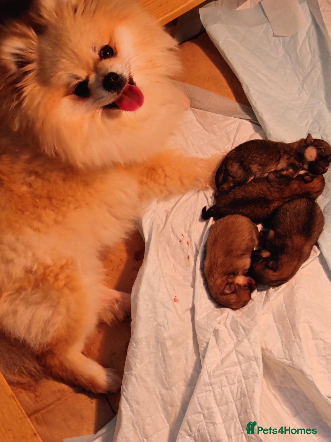 Pomeranian dogs for sale: 2 POMERANIAN PUPPIES FOR SALE - 1 girl and 1 boy - Advert 22