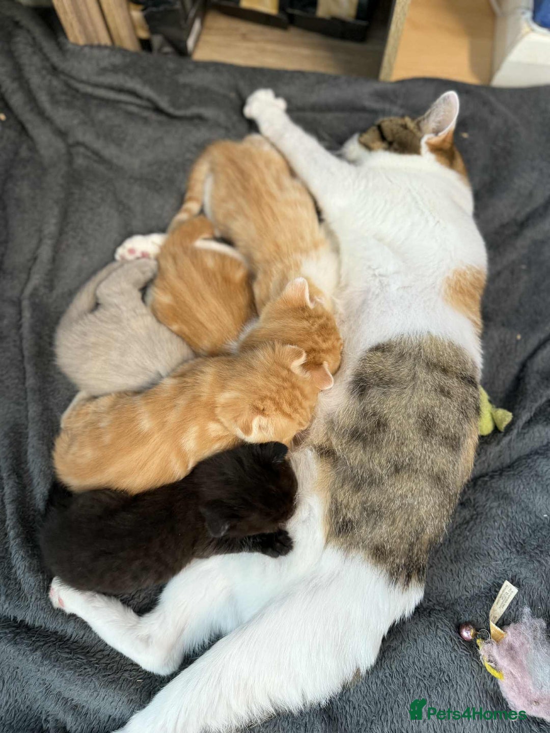 Scottish Fold cats for sale: 3 Scottish Fold Boys STILL AVAILABLE - Image 4