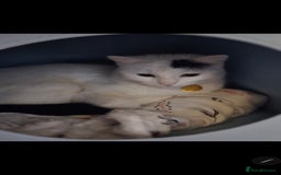 Mixed Breed cats for sale: Loki & Nova - Image 3