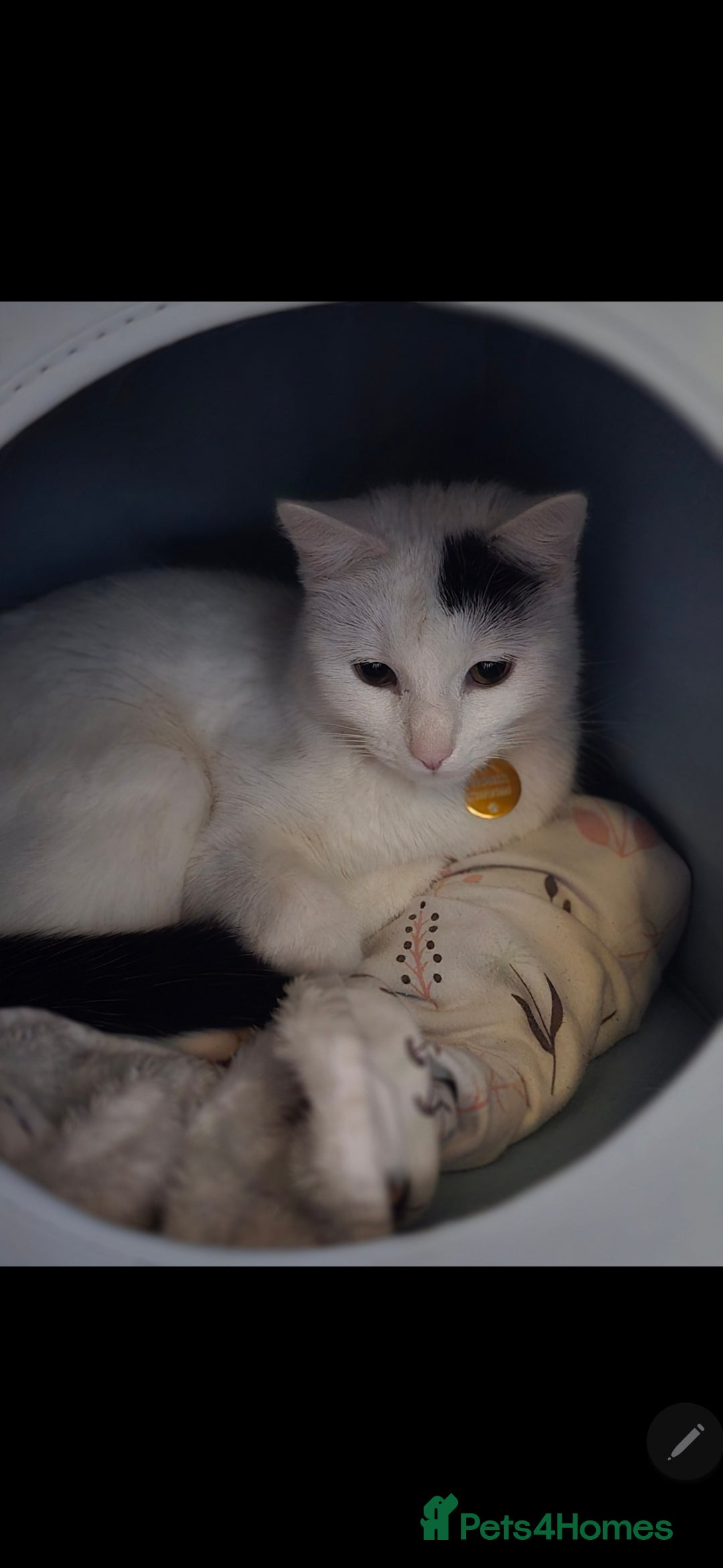 Mixed Breed cats for sale: Loki & Nova - Image 3