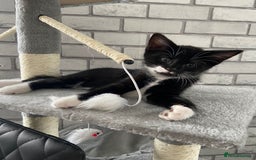 Mixed Breed cats for sale: READY NOW 2 Half-Ragdoll Kittens LEFT ❤️ REDUCED - Image 5