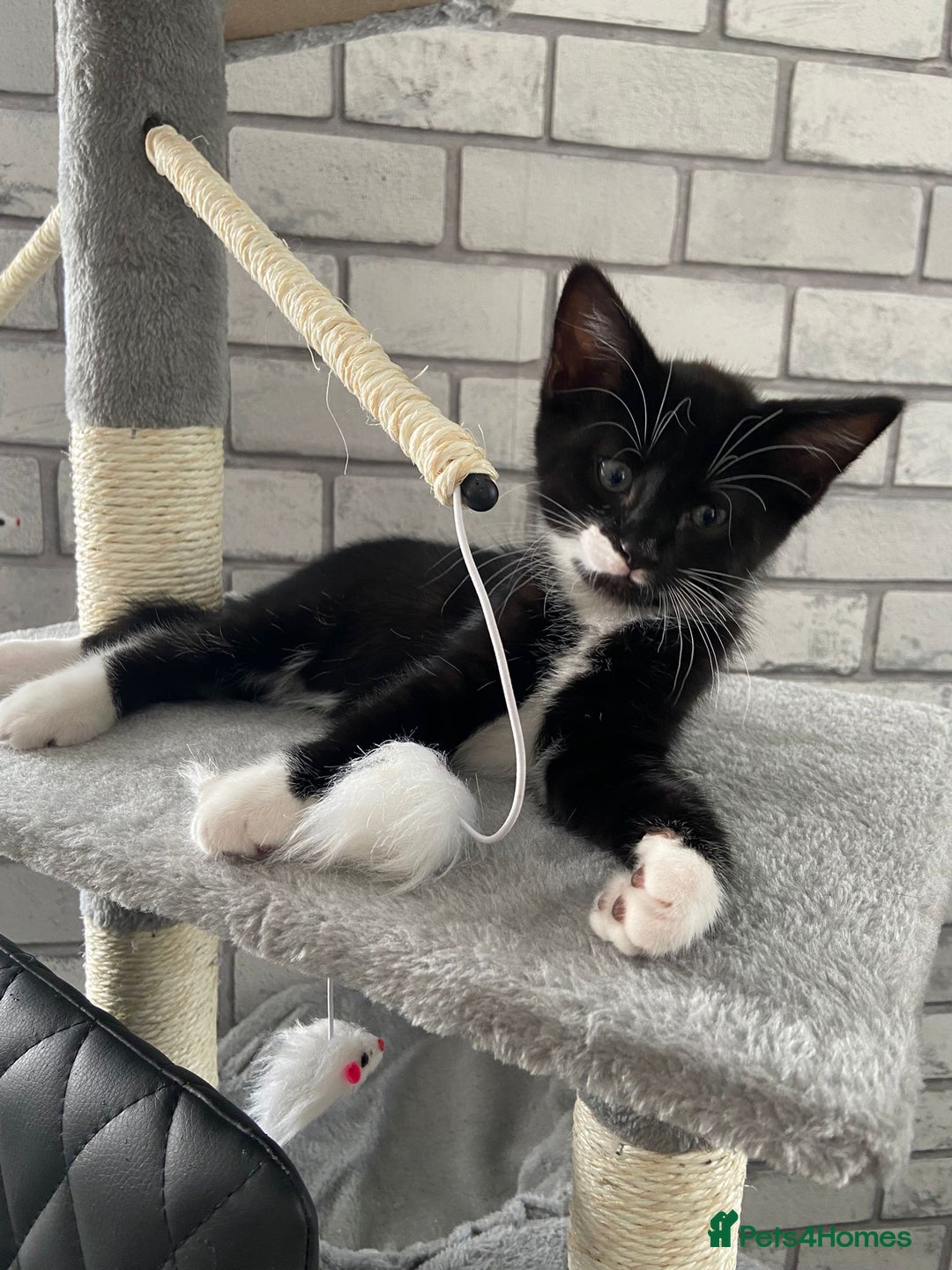 Mixed Breed cats for sale: READY NOW 2 Half-Ragdoll Kittens LEFT ❤️ REDUCED - Image 5