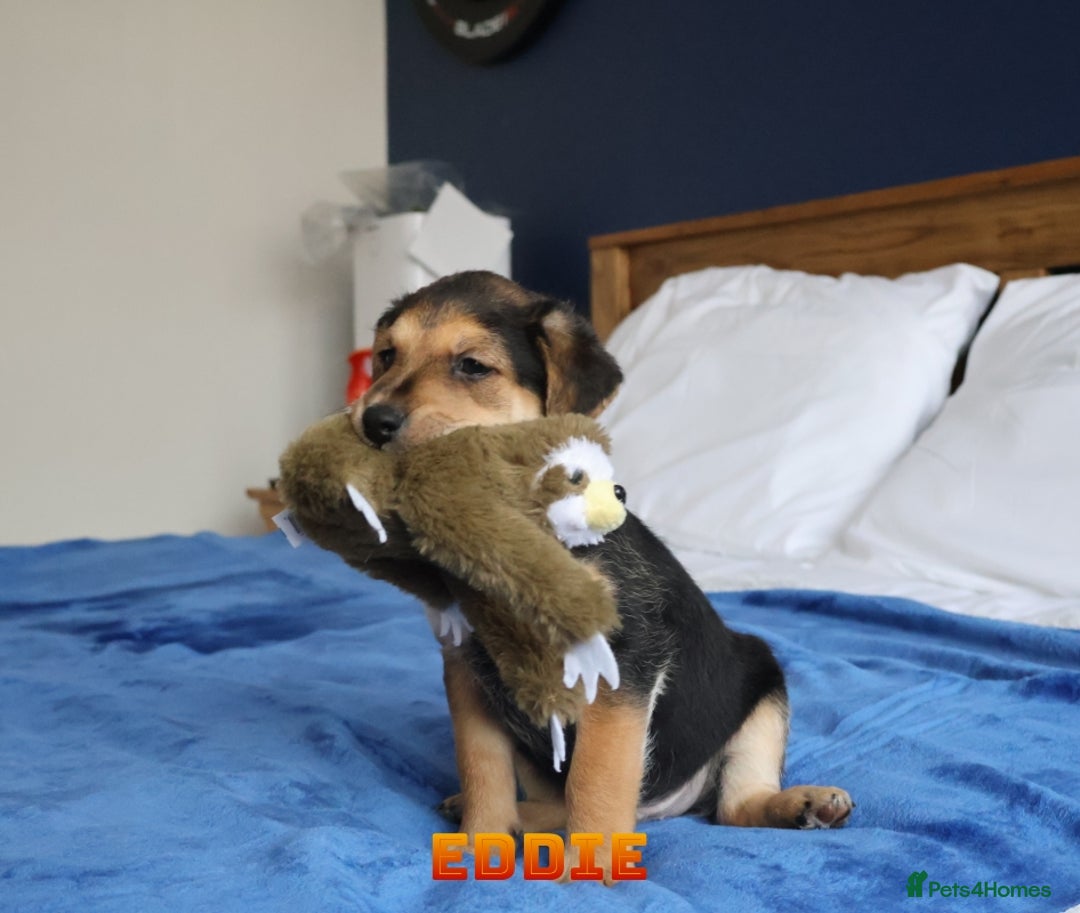 Mixed Breed dogs for sale: Parson Russell Cross Puppies  - Image 23