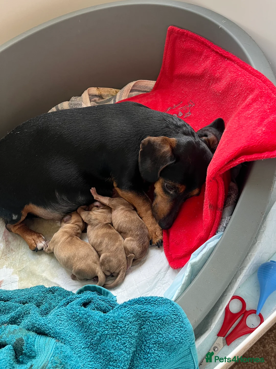 Miniature Dachshund dogs for sale: 5 cream miniature dachshunds - Advert 7