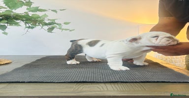 English Bulldog dogs - Advert 1
