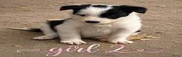 Border Collie dogs for sale: Gorgeous Border collie pups. KC registered.  - Advert 25