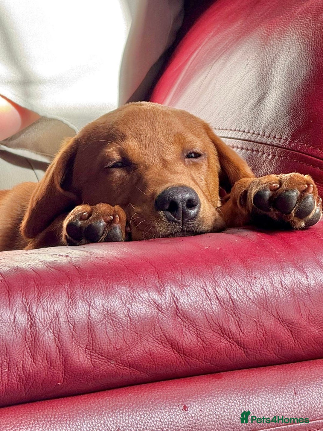 Labrador Retriever dogs for sale: Labrador pup for sale - Advert 1