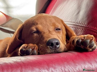 Labrador Retriever dogs Labrador pup for sale - Advert 1