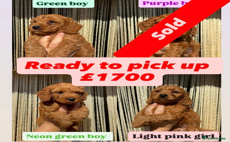 Cavapoo dogs - Advert 3
