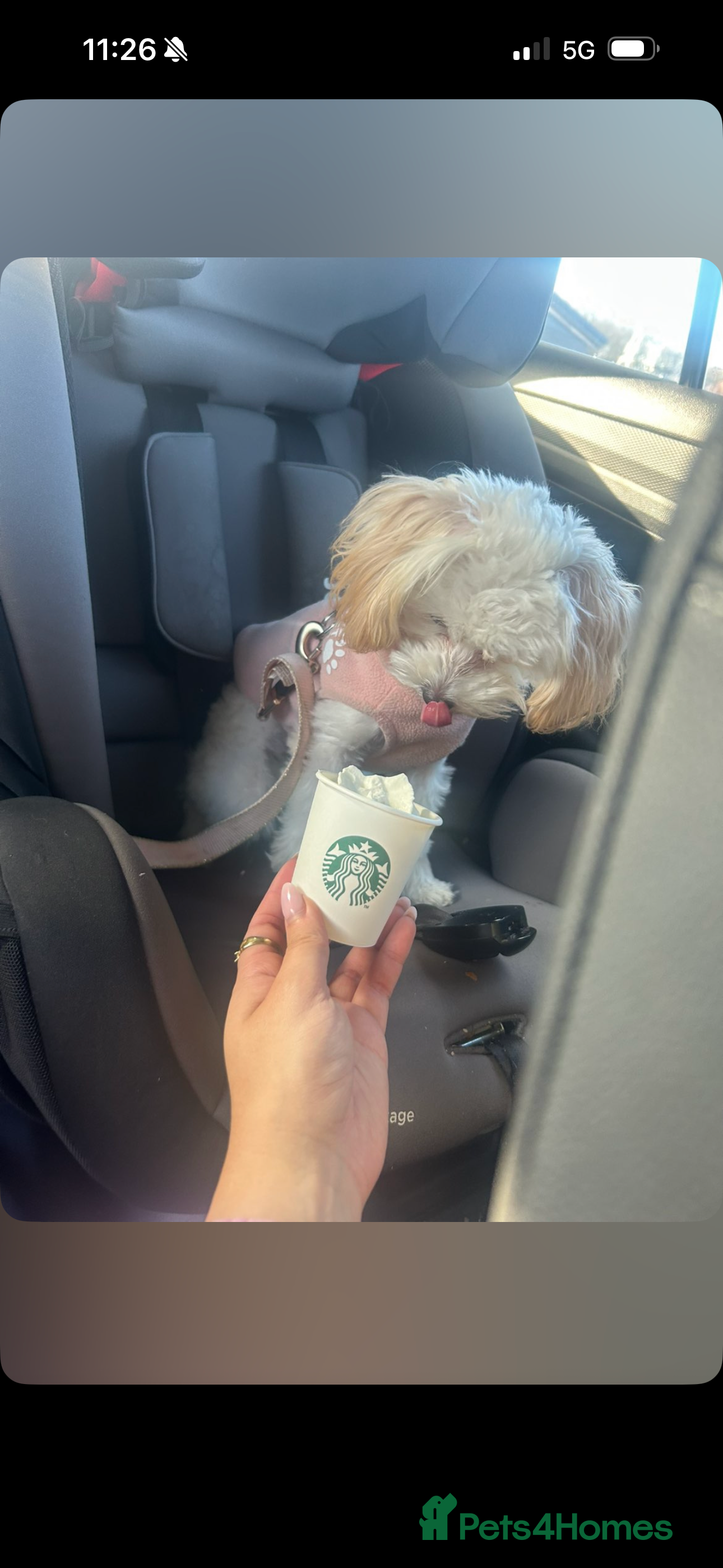 Domestic Shorthair cats MALTIPOO PUPPY  - Advert 3