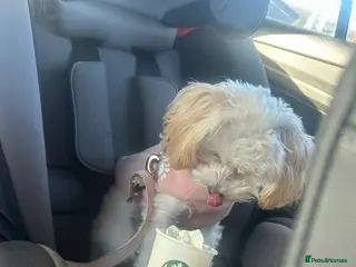 Domestic Shorthair cats MALTIPOO PUPPY - Advert 3