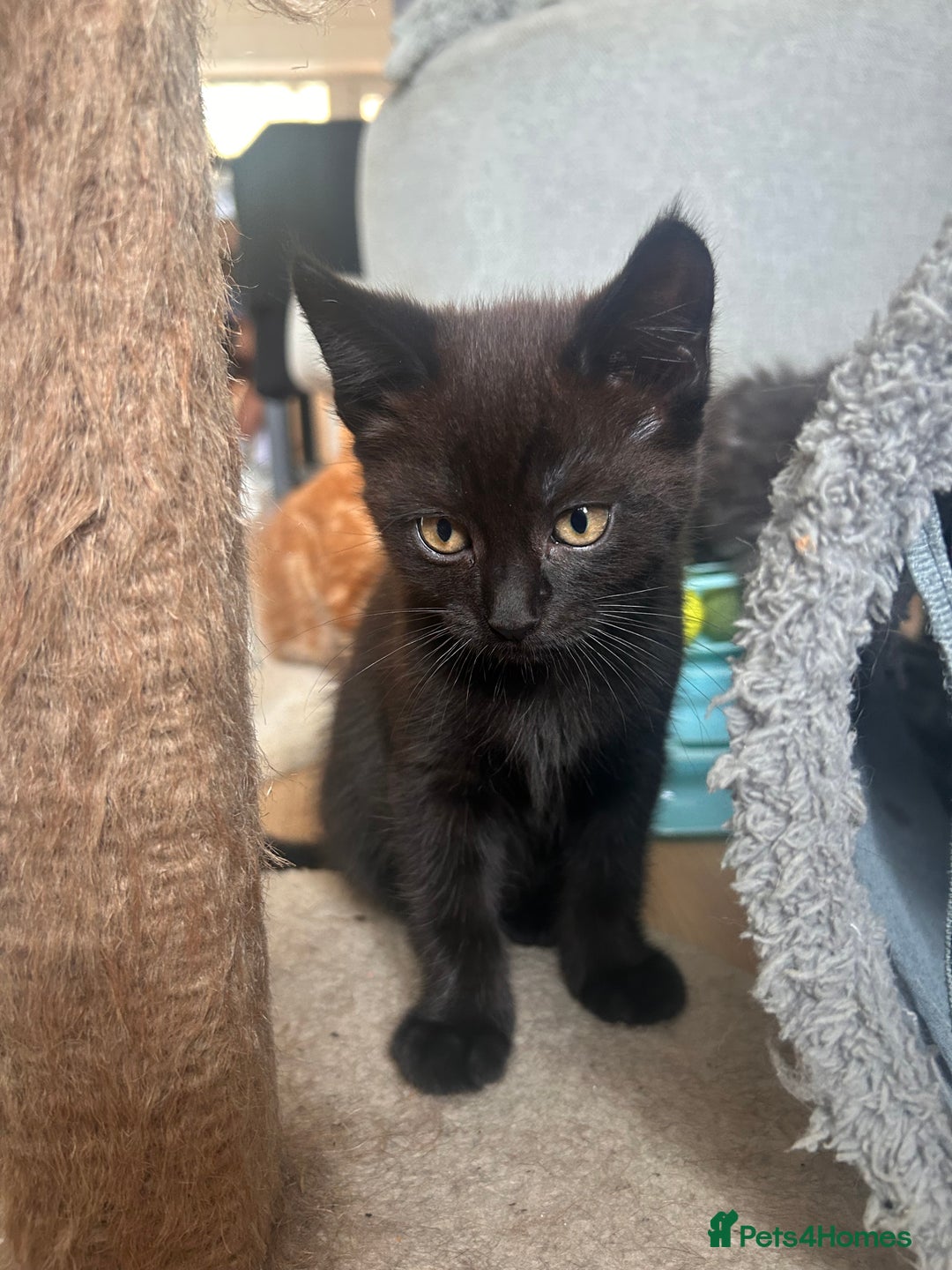 Maine Coon cats for sale: *ready now* Beautiful big Maine coon x BSH kittens - Image 9