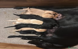 Labrador Retriever dogs for sale: Kc Labradors pups forsale  - Image 3