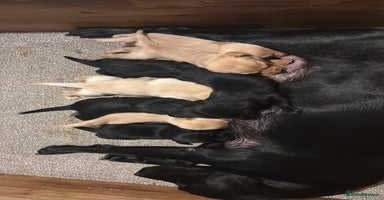 Labrador Retriever dogs - Advert 2
