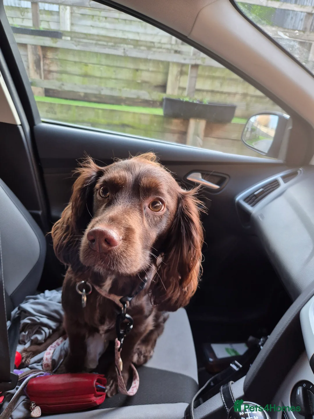 Cocker Spaniel dogs for sale: 2 working cockers 1 girl 1 boy - Advert 2