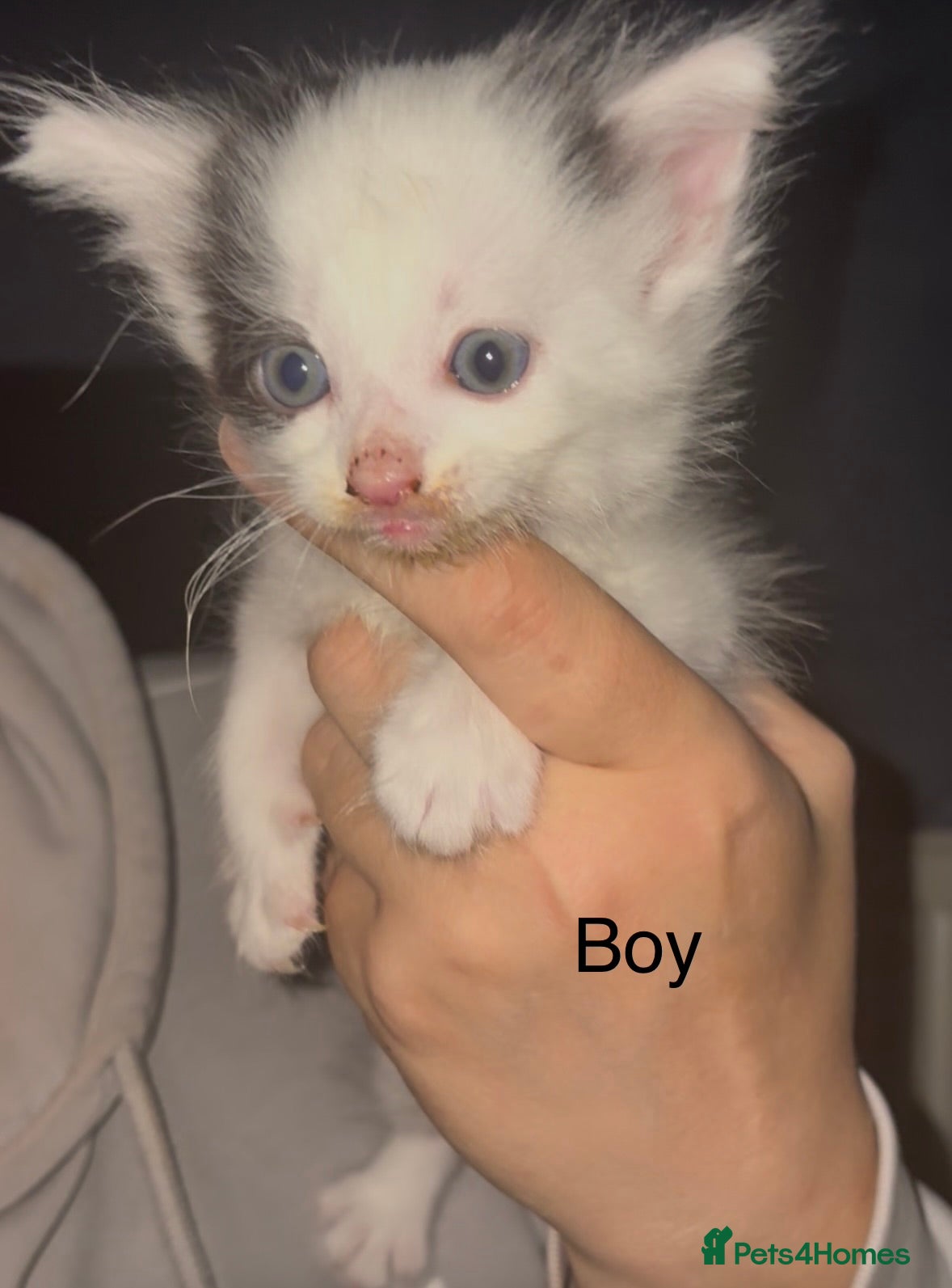 Mixed Breed cats Beautiful Kittens For Sale  - Advert 1