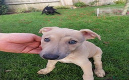 Lurcher dogs for sale: Mr Lewis Tidd  - Image 2