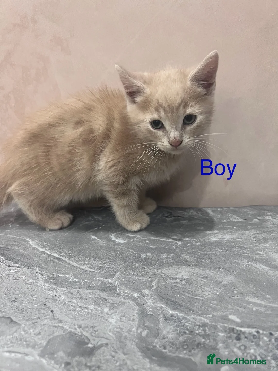 Mixed Breed cats for sale: Kittens 🐾💕 - Advert 8