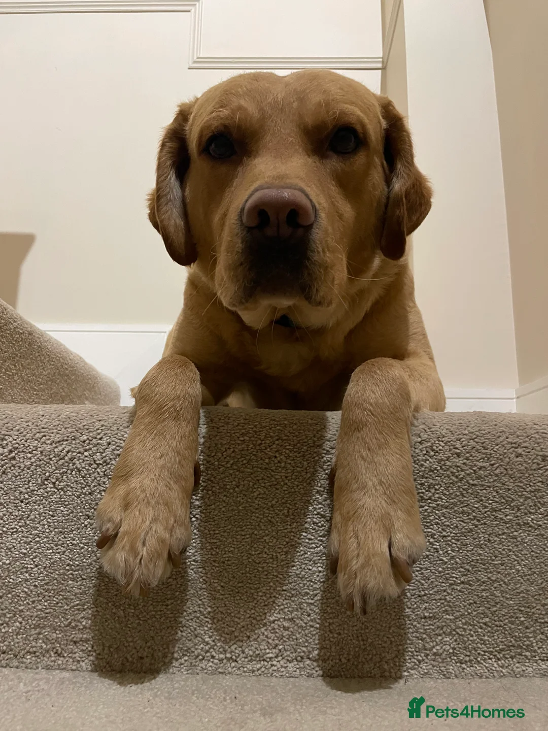 Labrador Retriever dogs for stud: Labrador Retriever Stud  - Advert 3