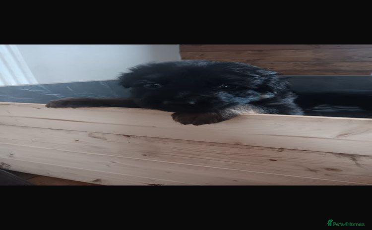 German Shepherd dogs - Advert 11