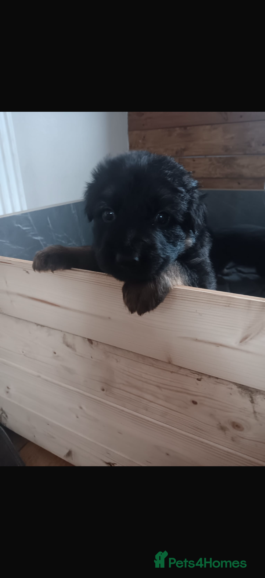 German Shepherd dogs for sale: Adorable German Shepherd Puppies  - Image 1