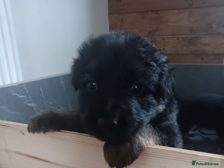 German Shepherd dogs - Advert 10