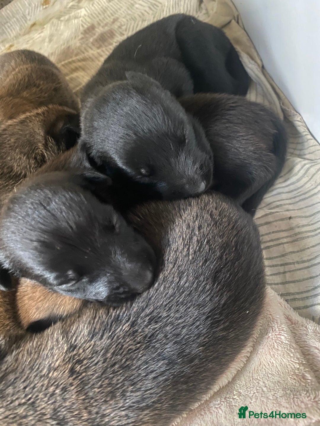 Belgian Shepherd Dog dogs for sale: Belgian Malinois Puppies - Image 1