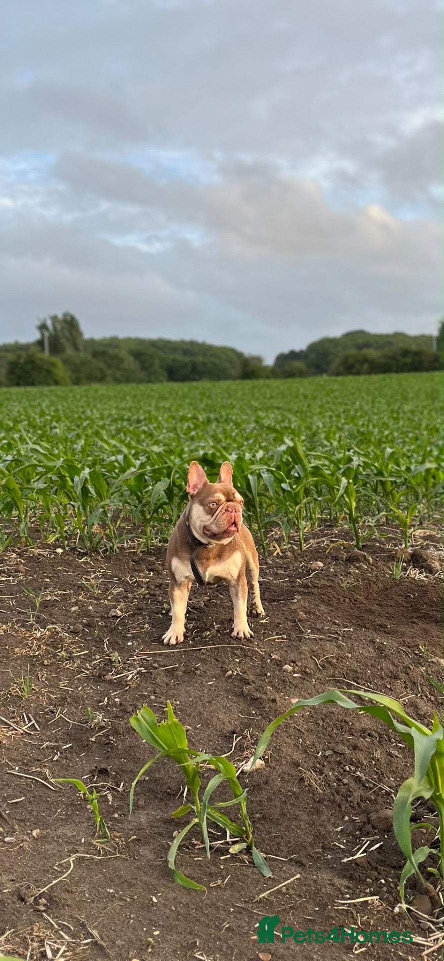 French Bulldog dogs Rojo and tan - Advert 18