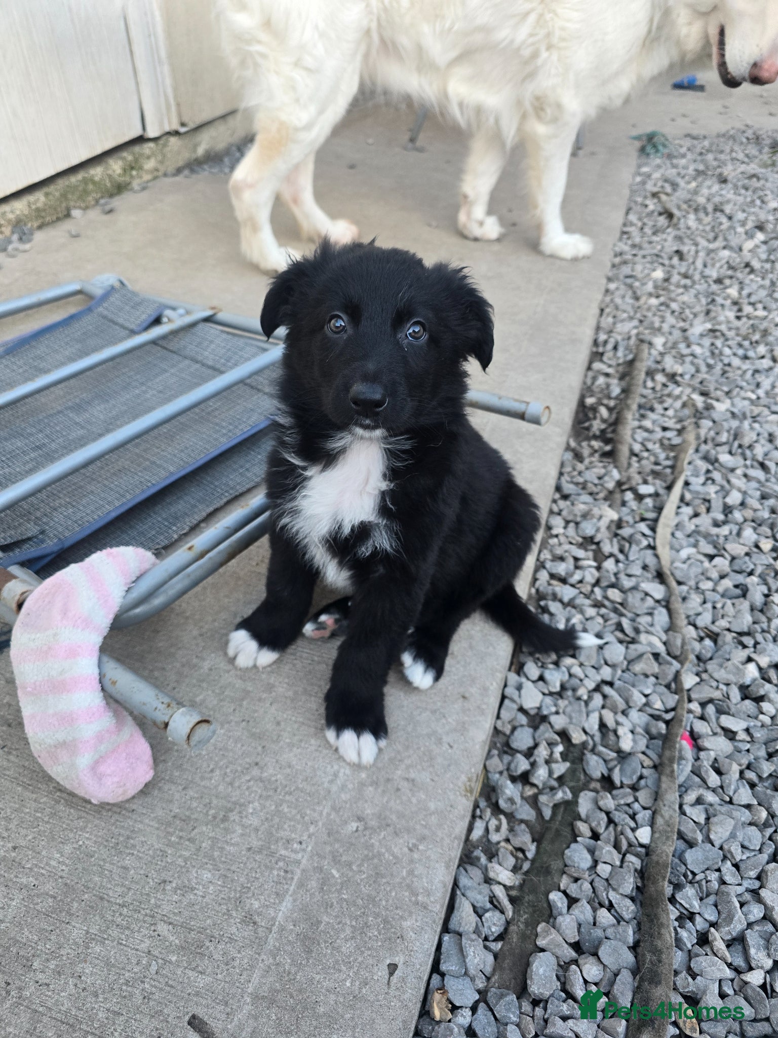 Mixed Breed dogs 💥3 BOYS LEFT💥💕8 black beautiful shollie pups💕 - Advert 5