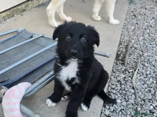 Mixed Breed dogs 💥3 BOYS LEFT💥💕8 black beautiful shollie pups💕 - Advert 5