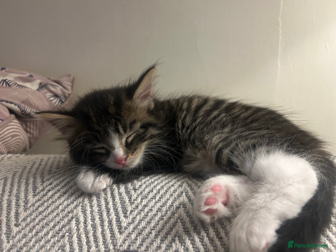 British Longhair cats for sale: Stunning friendly kittens - Image 3