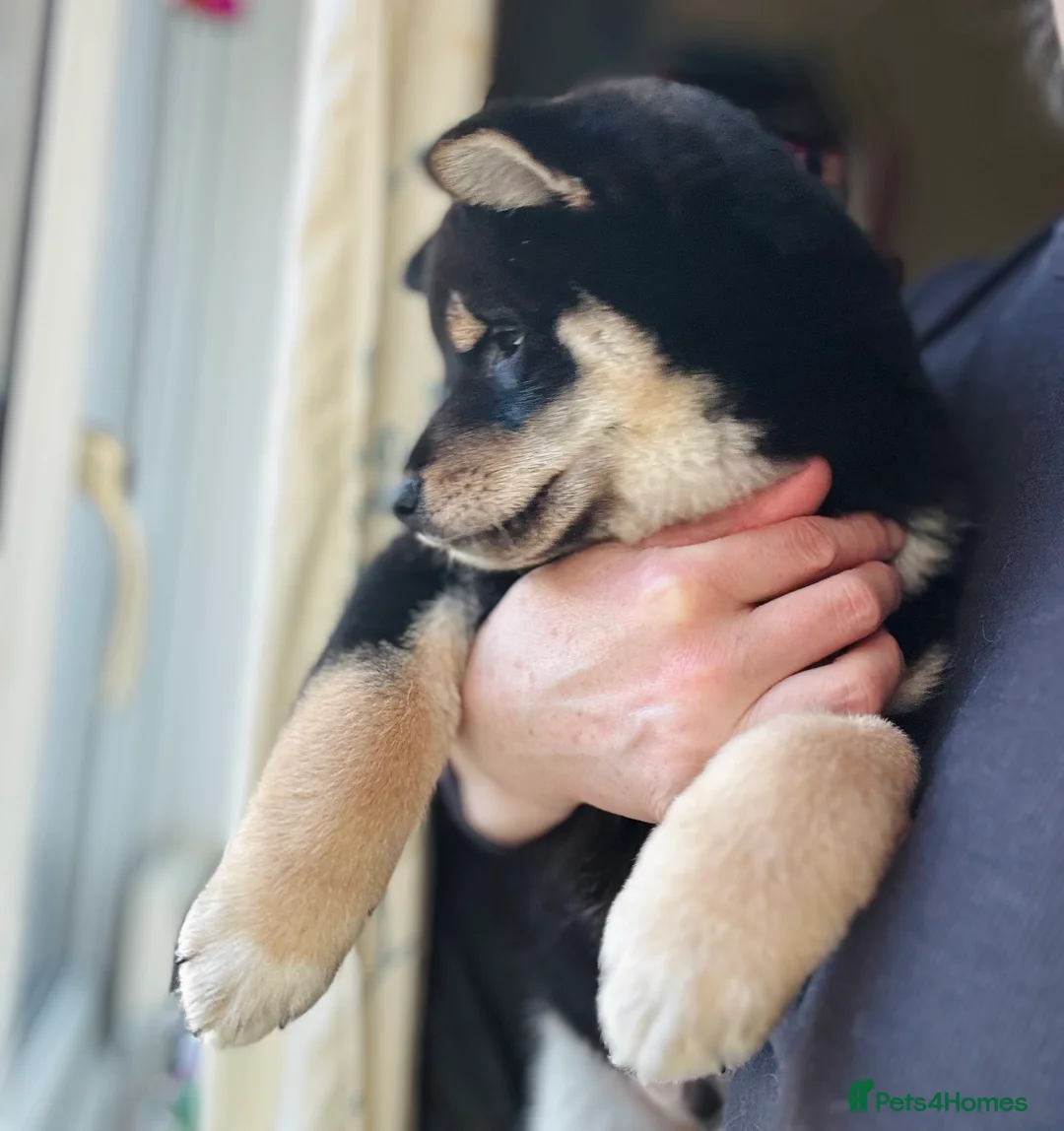 Japanese Shiba Inu dogs for sale: 10 weeks old KC Black/Tan Boy 💖 - Advert 12