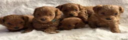 Cockapoo dogs for sale: Beautiful true miniature F1B cockapoo  in Downpatrick - Advert 7
