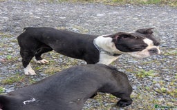 Boston Terrier dogs for sale: 5yr old Boston terrier  - Image 4