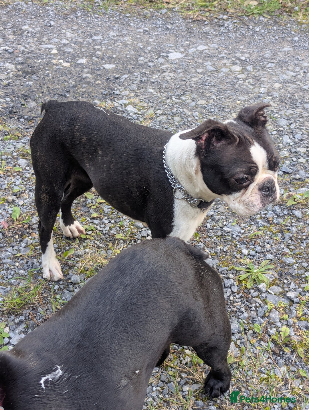 Boston Terrier dogs for sale: 5yr old Boston terrier  - Image 4