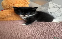 Mixed Breed cats for sale: 4 beautiful kittens  - Image 8