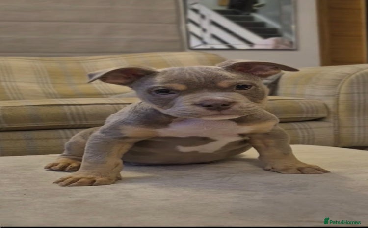 Mixed Breed dogs English bulldog cross ready now - Advert 4