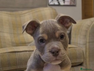 Mixed Breed dogs English bulldog cross ready now - Advert 4