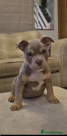 Mixed Breed dogs English bulldog cross ready now - Advert 5