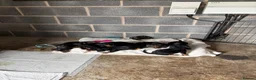 Dachshund dogs for sale: Traditional/dapple daschunds - Advert 11