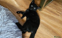 British Shorthair cats for sale: Kittens in Northampton - Image 16